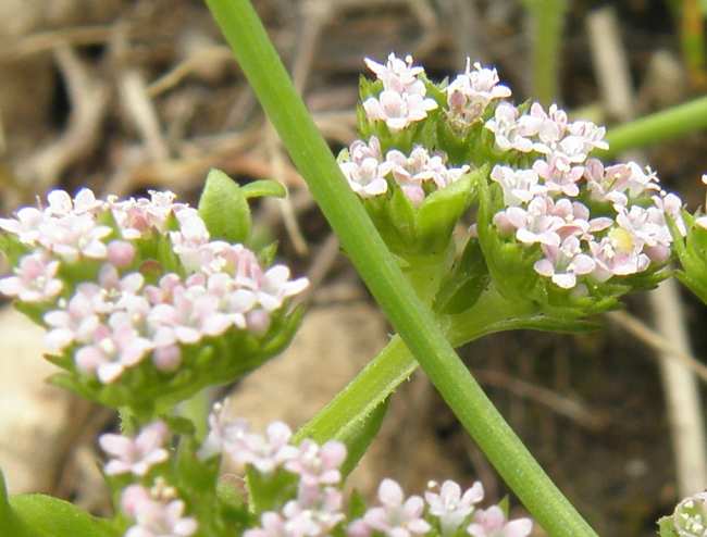Valerianella sp.